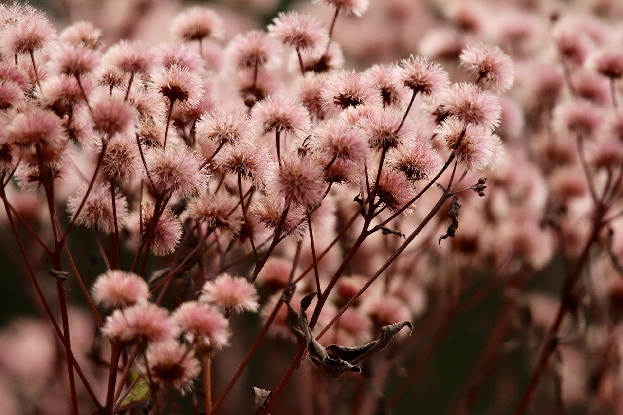 曼切斯特双爆:名育达代理注册