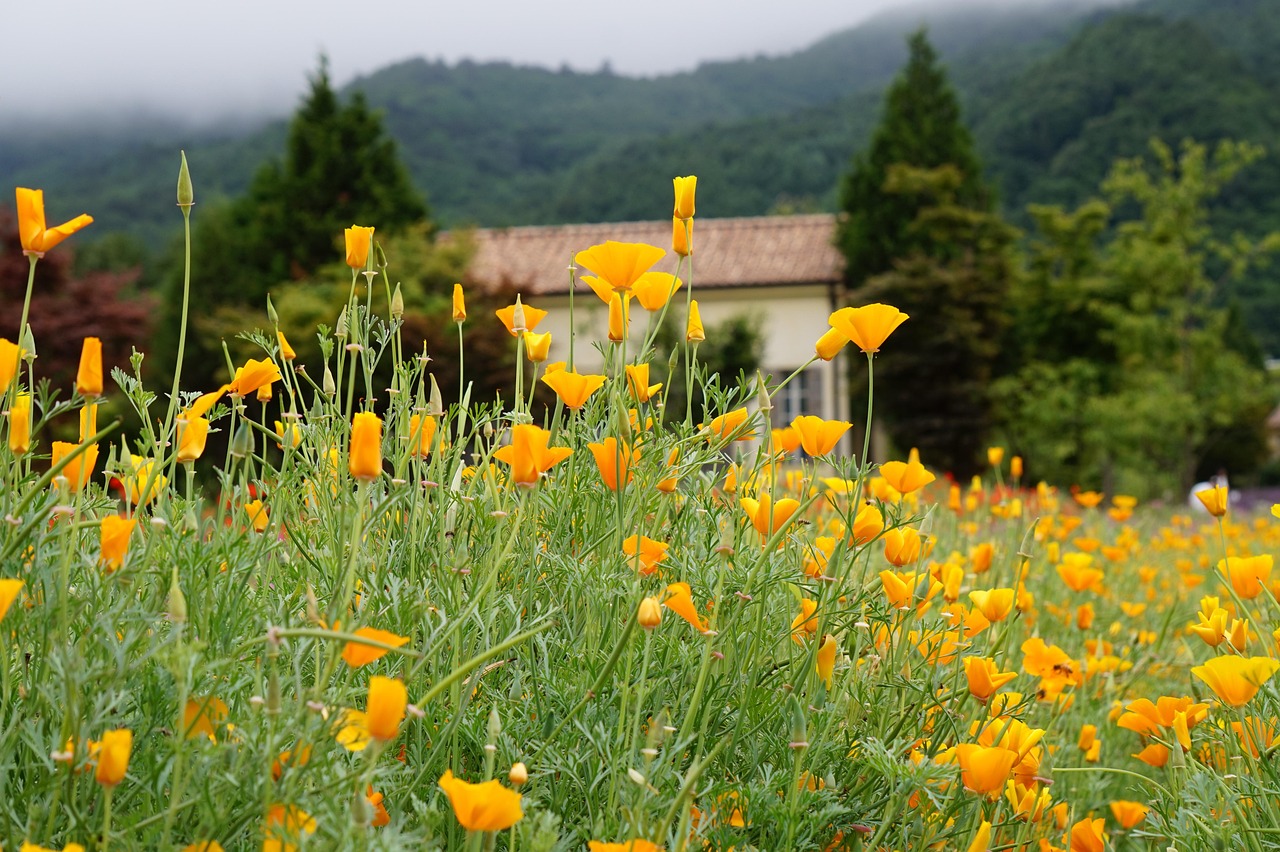 跑得快app详情下载教程
